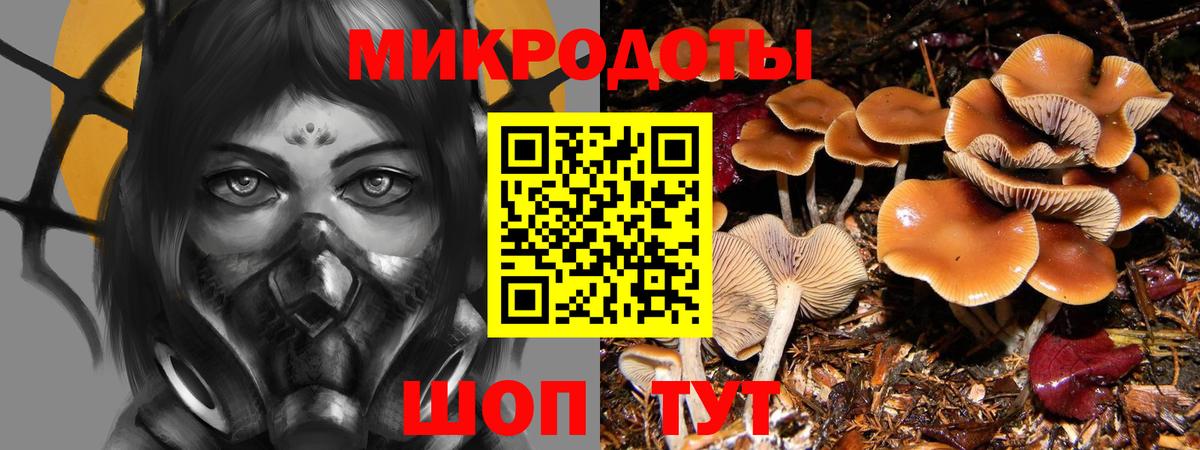 Псилоцибиновые грибы Psilocybine cubensis Азов